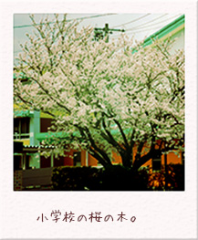 小学校の桜の木